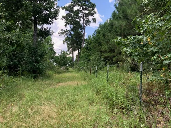 a view of a lush green space and trees