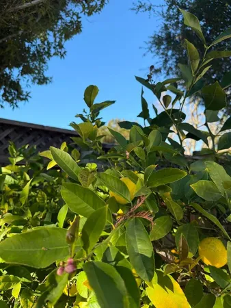 $5,300 | 152 Atherwood Avenue, Redwood City, CA 94061