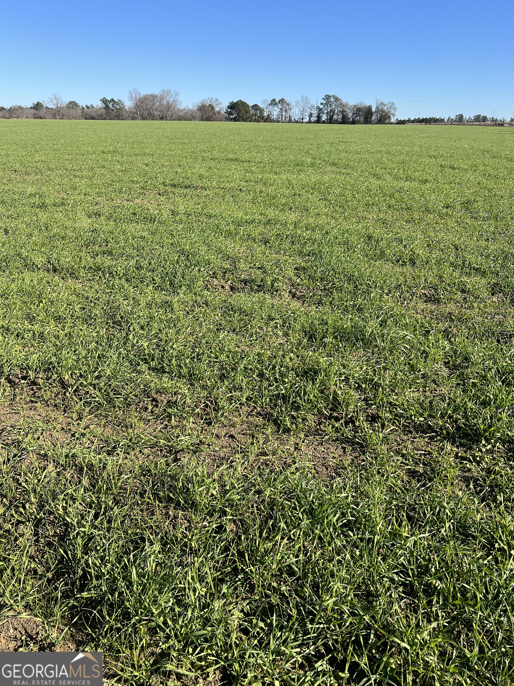 0 Marchants Dairy Road Rhine, GA 31077 - Photo 7 of 11