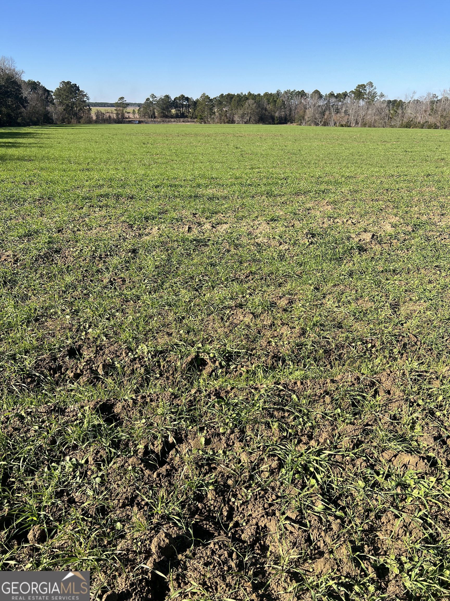 0 Marchants Dairy Road Rhine, GA 31077 - Photo 8 of 11