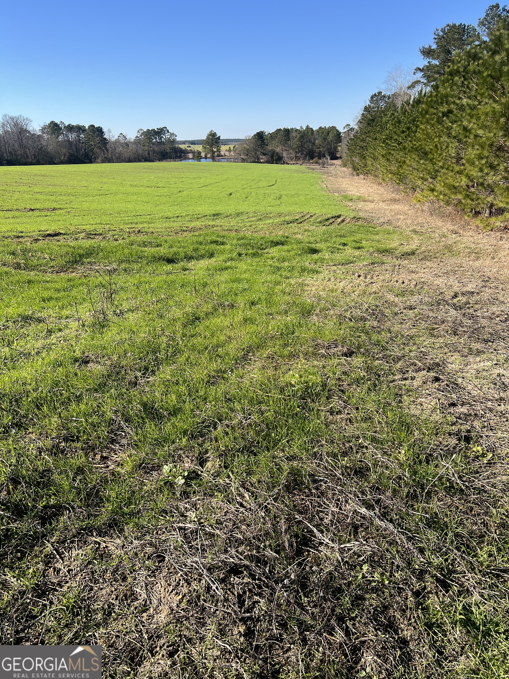 0 Marchants Dairy Road Rhine, GA 31077 - Photo 9 of 11