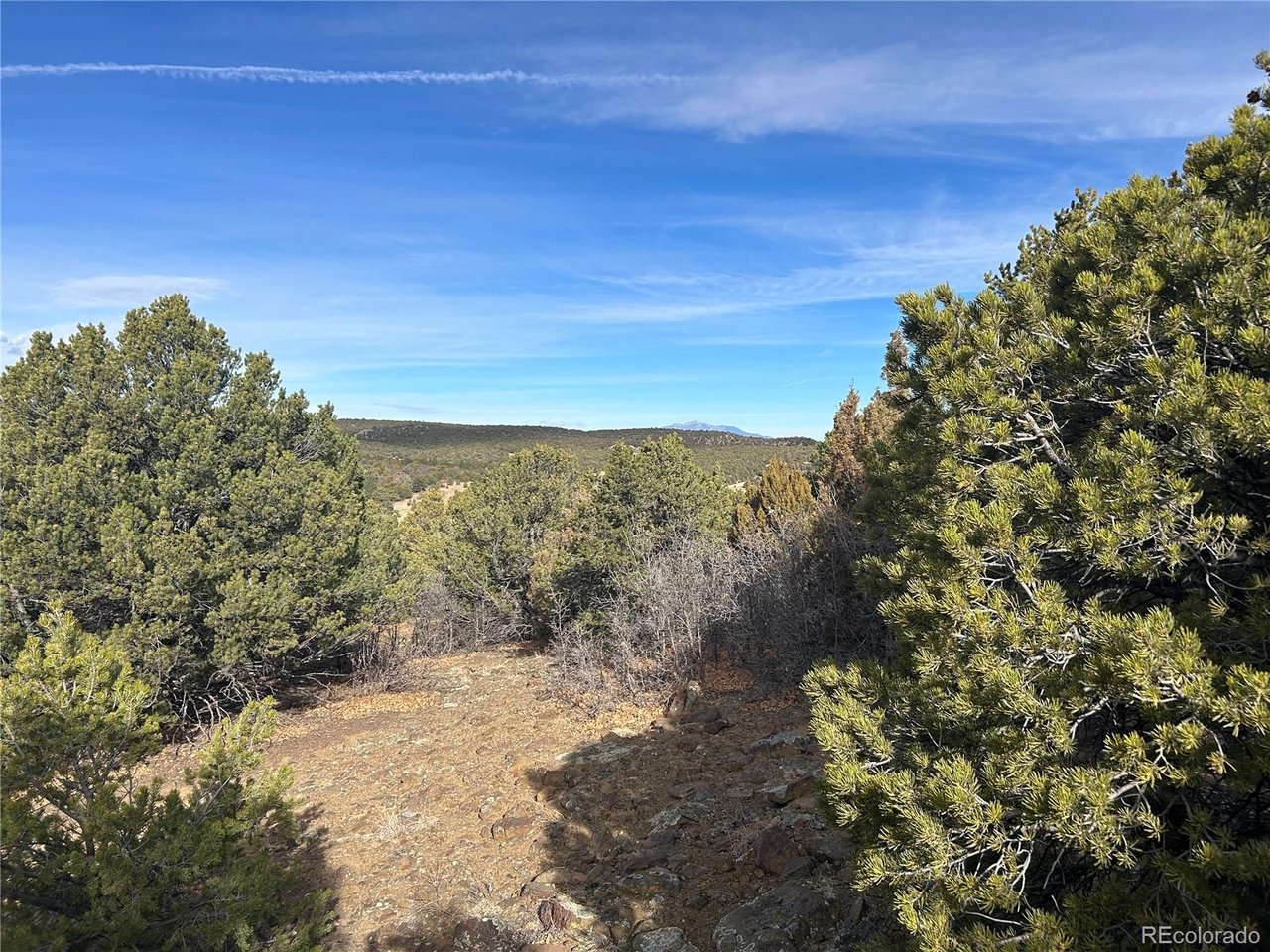 142 Silver Spur Road Walsenburg, CO 81089 - Photo 13 of 26 a view of a forest with trees in the background