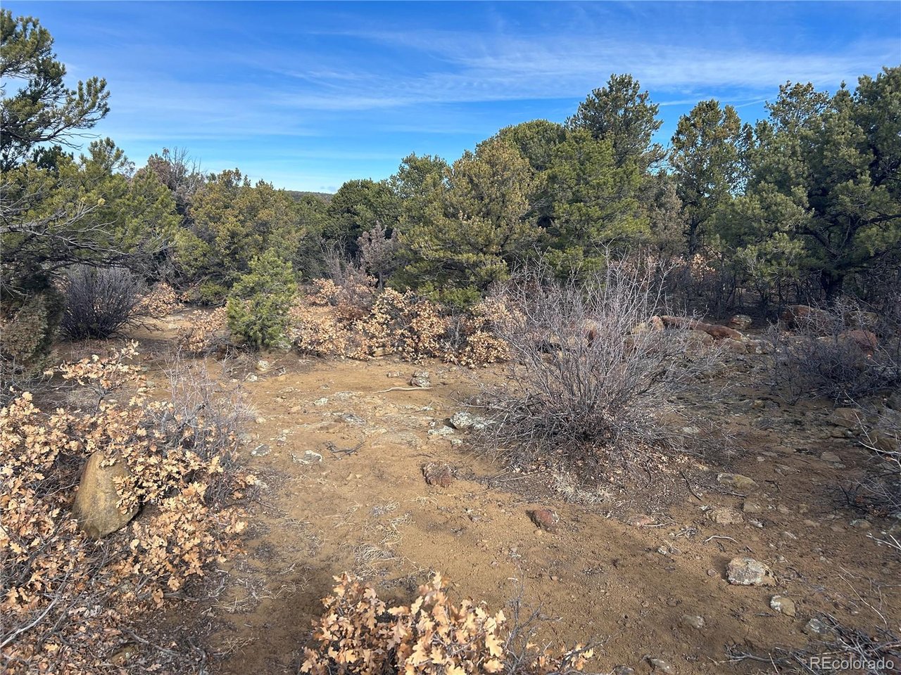142 Silver Spur Road Walsenburg, CO 81089 - Photo 20 of 26 a view of a forest with trees in the background