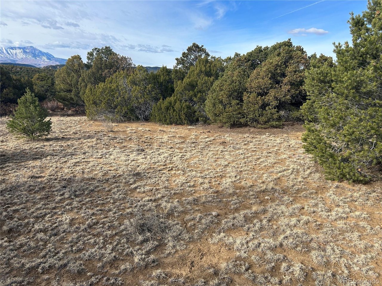 142 Silver Spur Road Walsenburg, CO 81089 - Photo 4 of 26 a view of a yard with trees