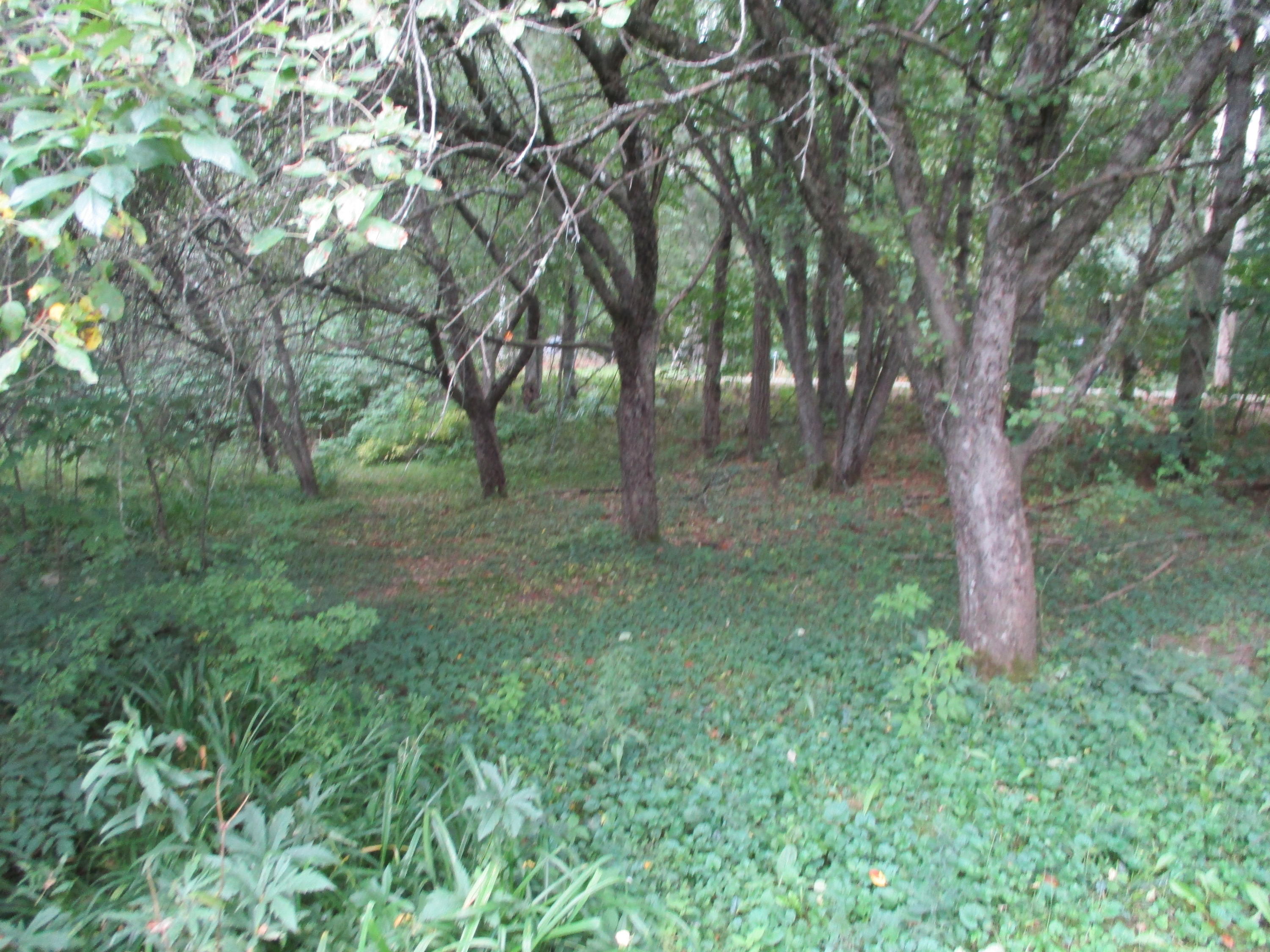 772 Rome Road Mercer, ME 04957 - Photo 18 of 46 right side of home-yard