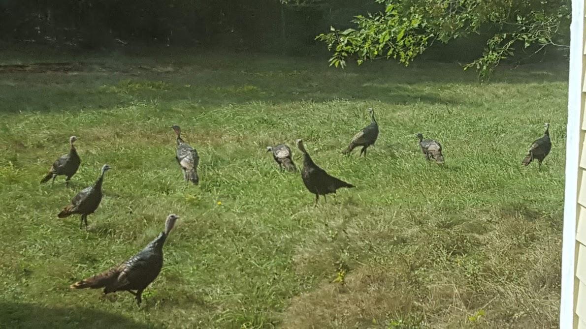573 Morgan Bay Road Surry, ME 04684 - Photo 27 of 29 turkeys