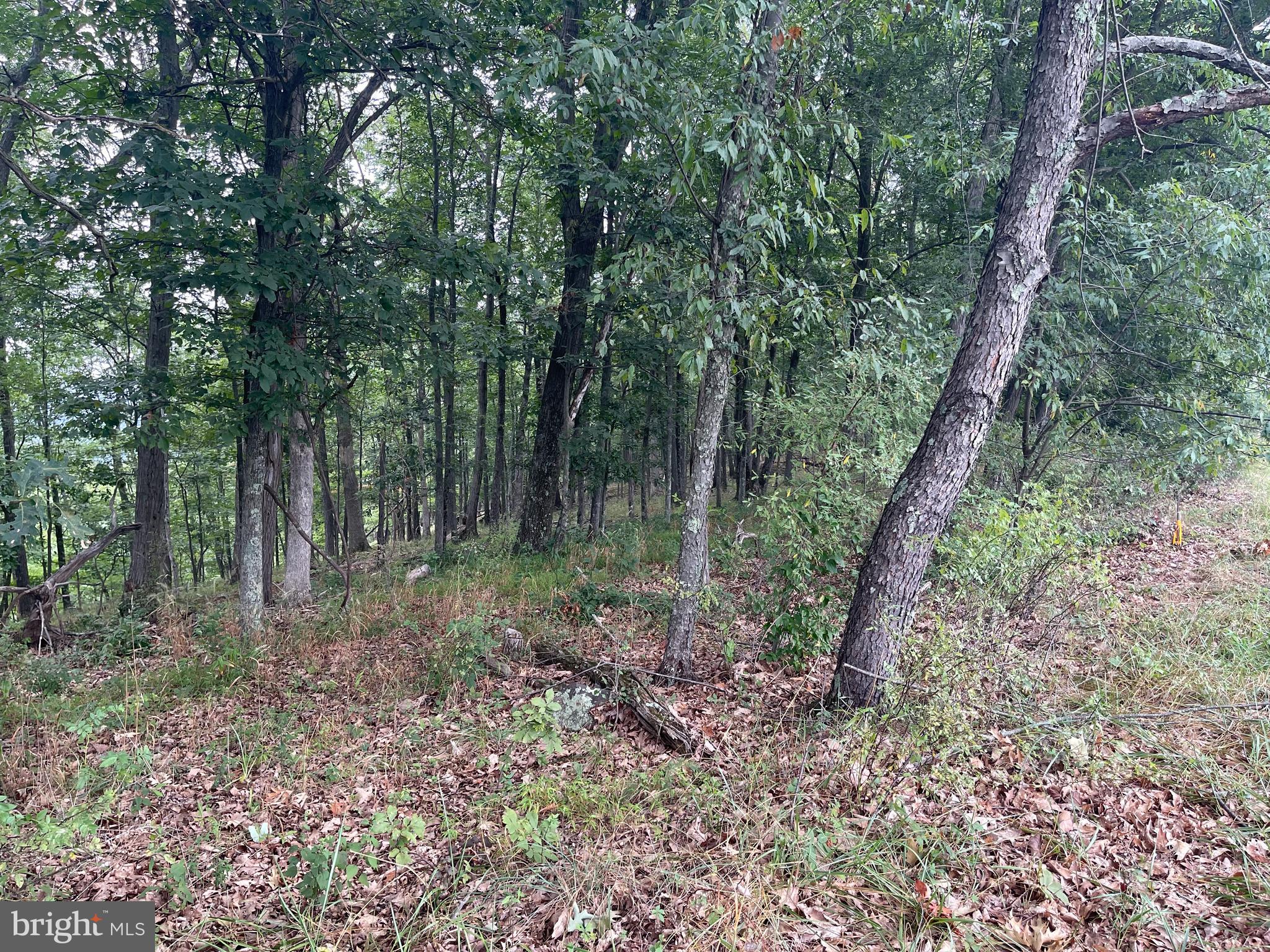 Lot 4 Green Ridge Road Northeast Flintstone, MD 21530 - Photo 14 of 28 Gallery Image 14