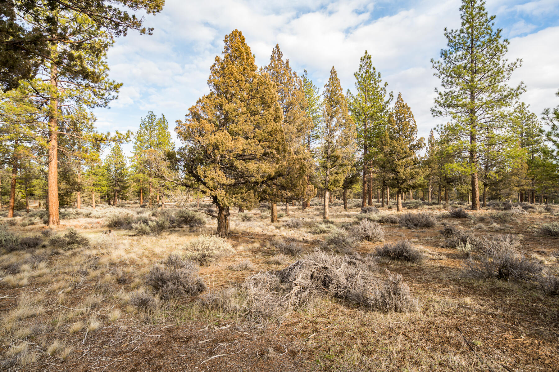 16305 Riata Court Sisters, OR 97759 - Photo 11 of 23 a view of a yard with trees