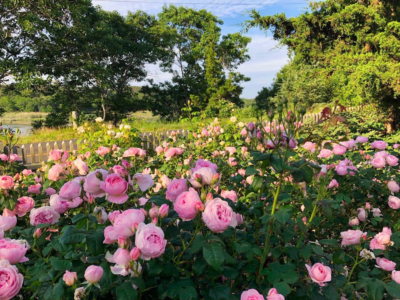 53 Depot Road Truro, MA 02666 - Photo 17 of 29 a view of a flower