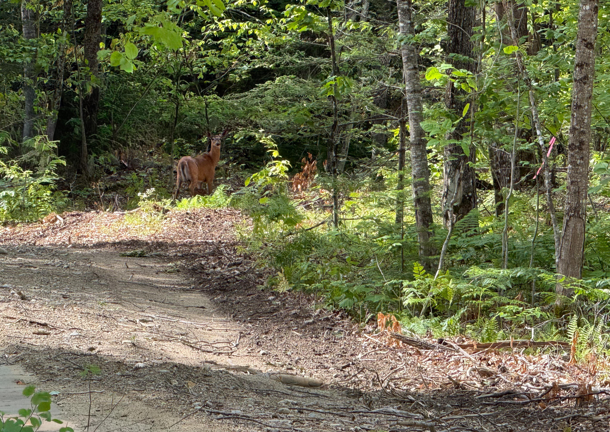 10 Map Road Peru, ME 04290 - Photo 6 of 21