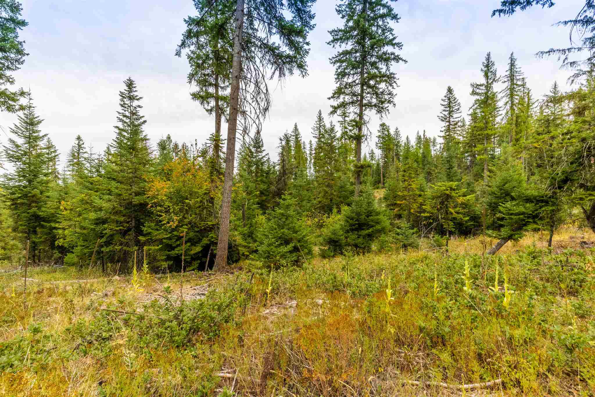 Nna Wagner Road Springdale, WA 99173 - Photo 4 of 24