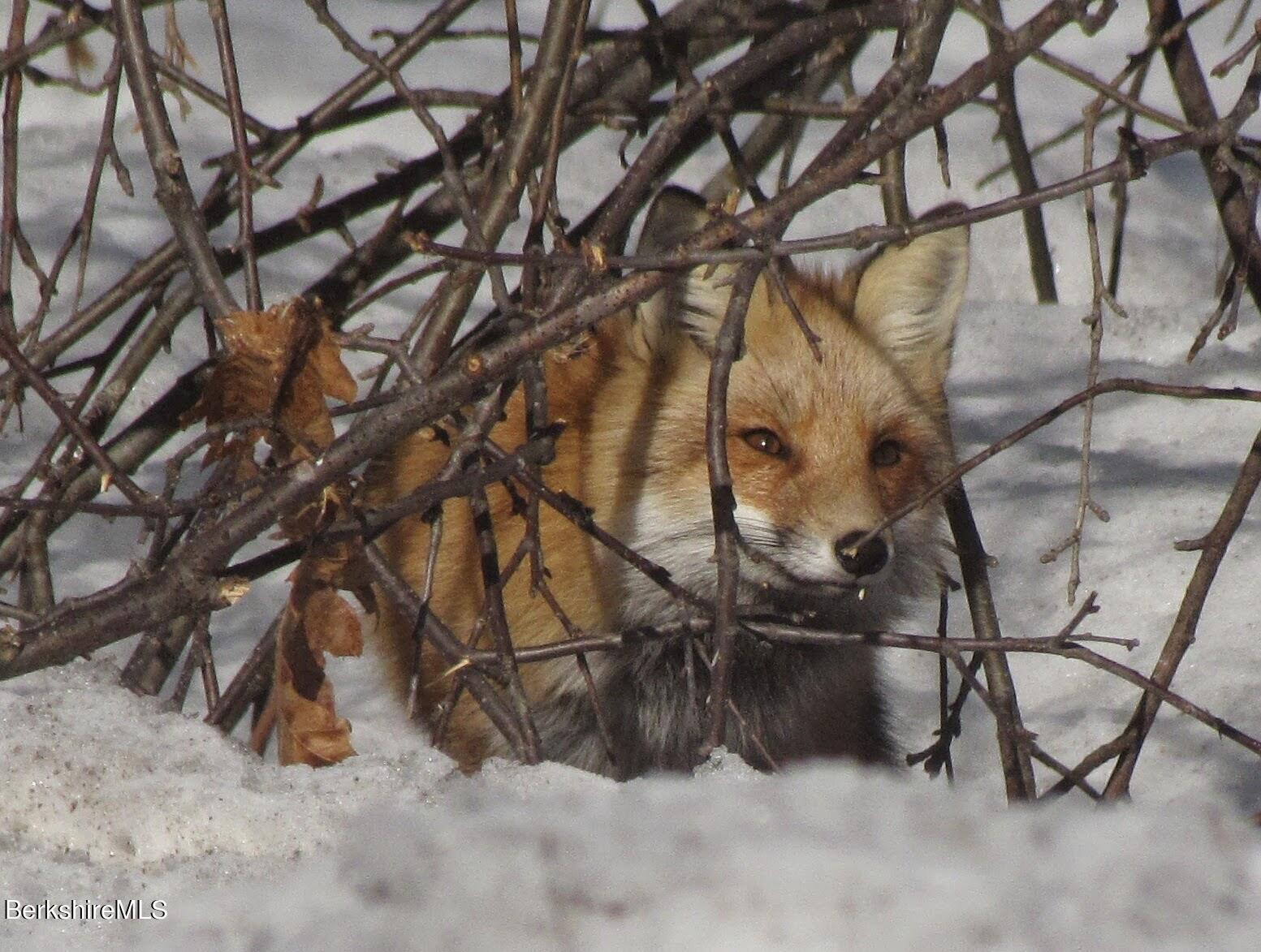 0 Johnny Cake Hill Road Middlefield, MA 01243 - Photo 12 of 12 a view of under construction area