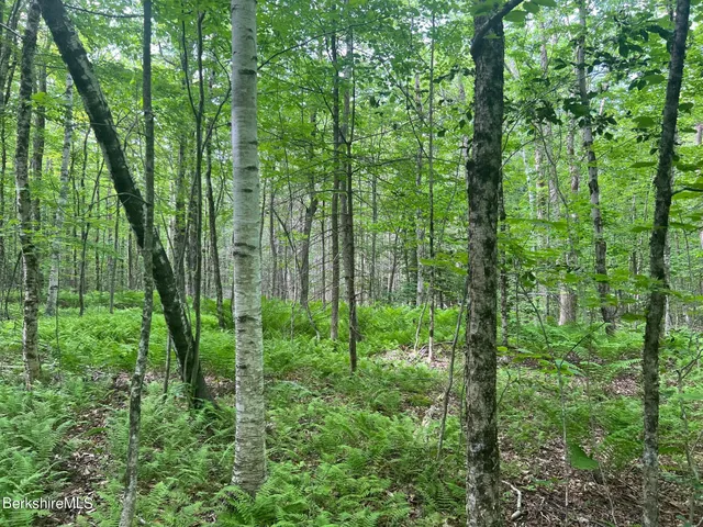 a view of a lush green forest