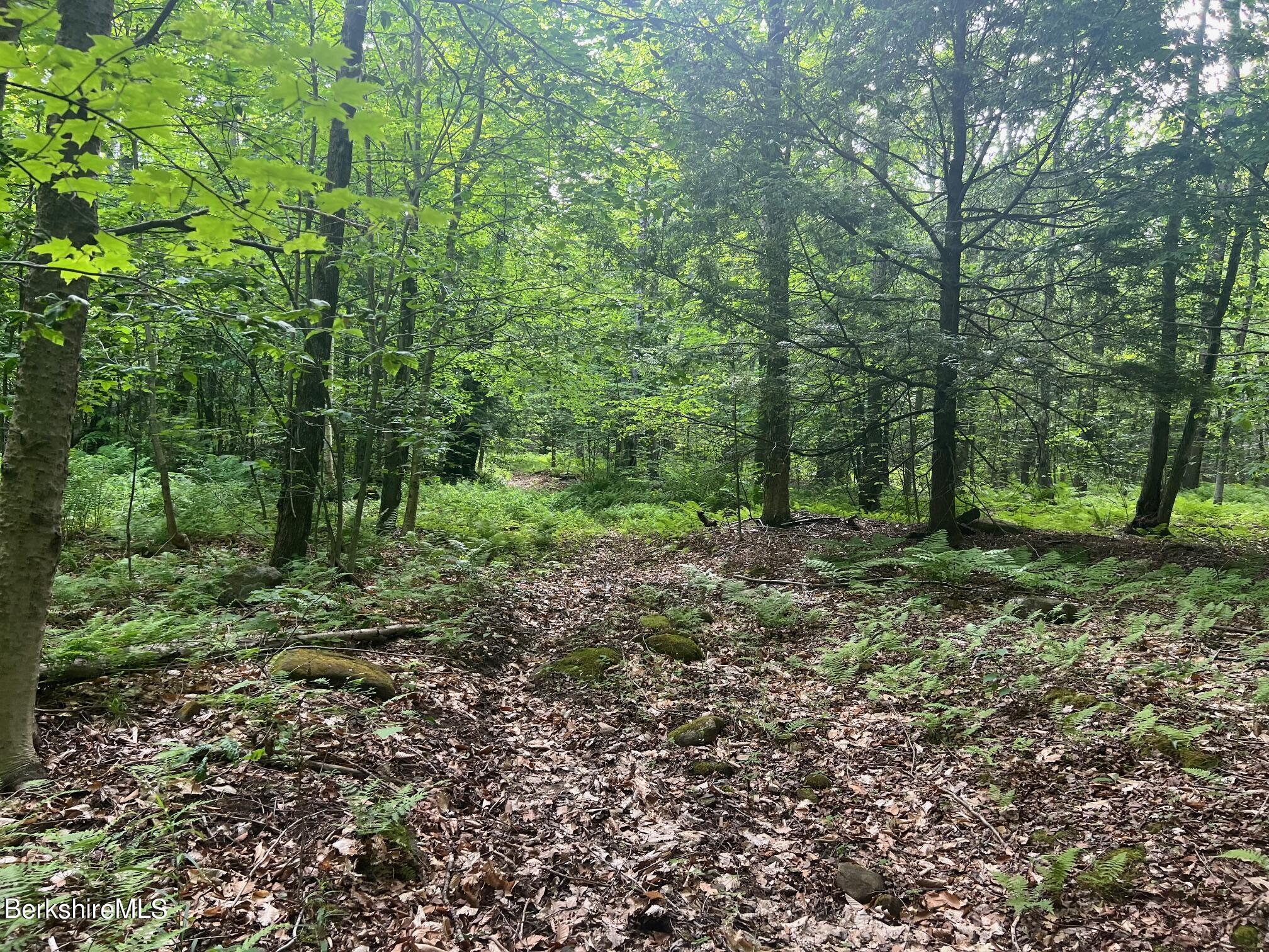 0 Johnny Cake Hill Road Middlefield, MA 01243 - Photo 4 of 12 a view of a lush green forest