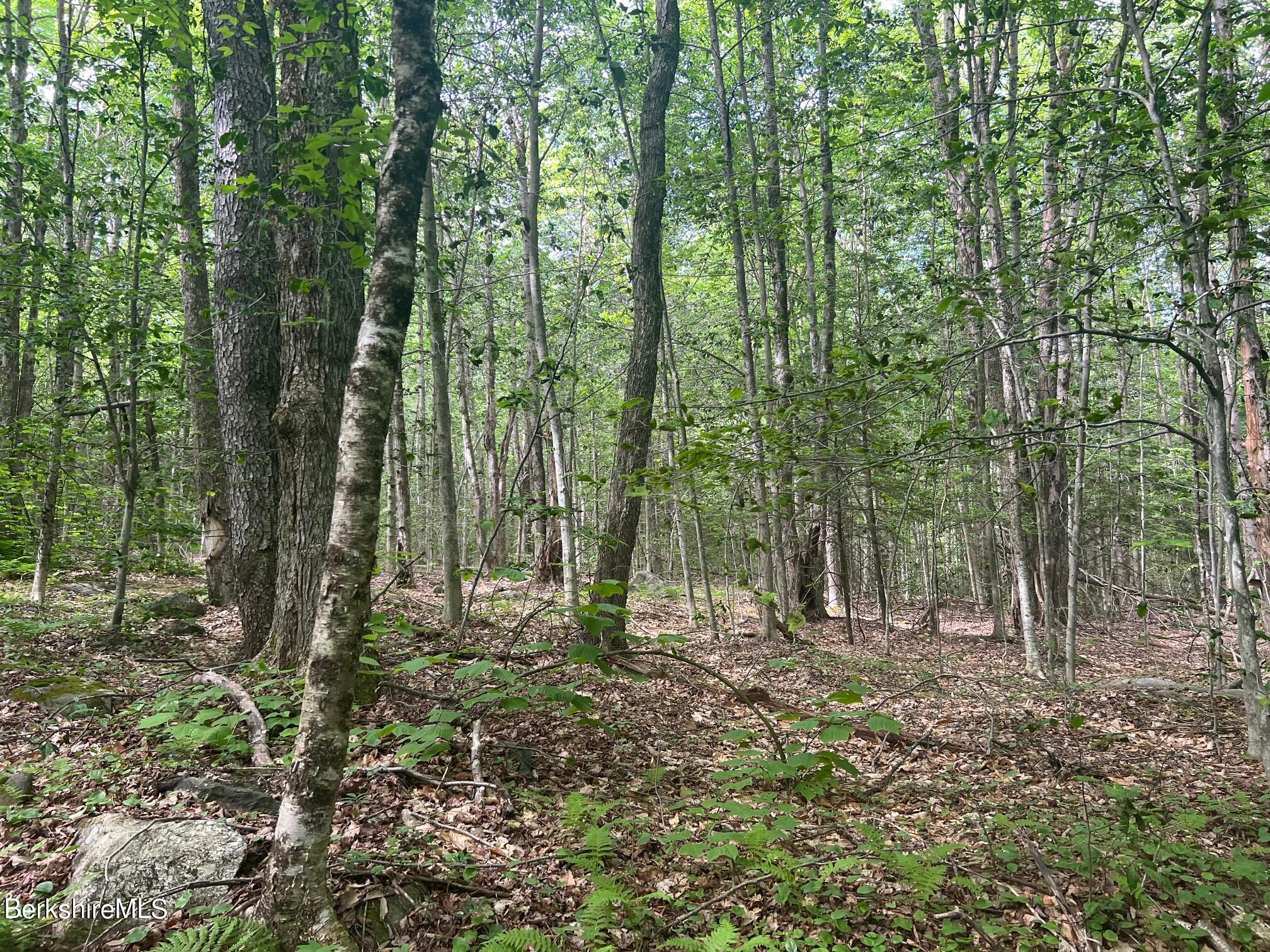 0 Johnny Cake Hill Road Middlefield, MA 01243 - Photo 5 of 12 a view of outdoor space and green space