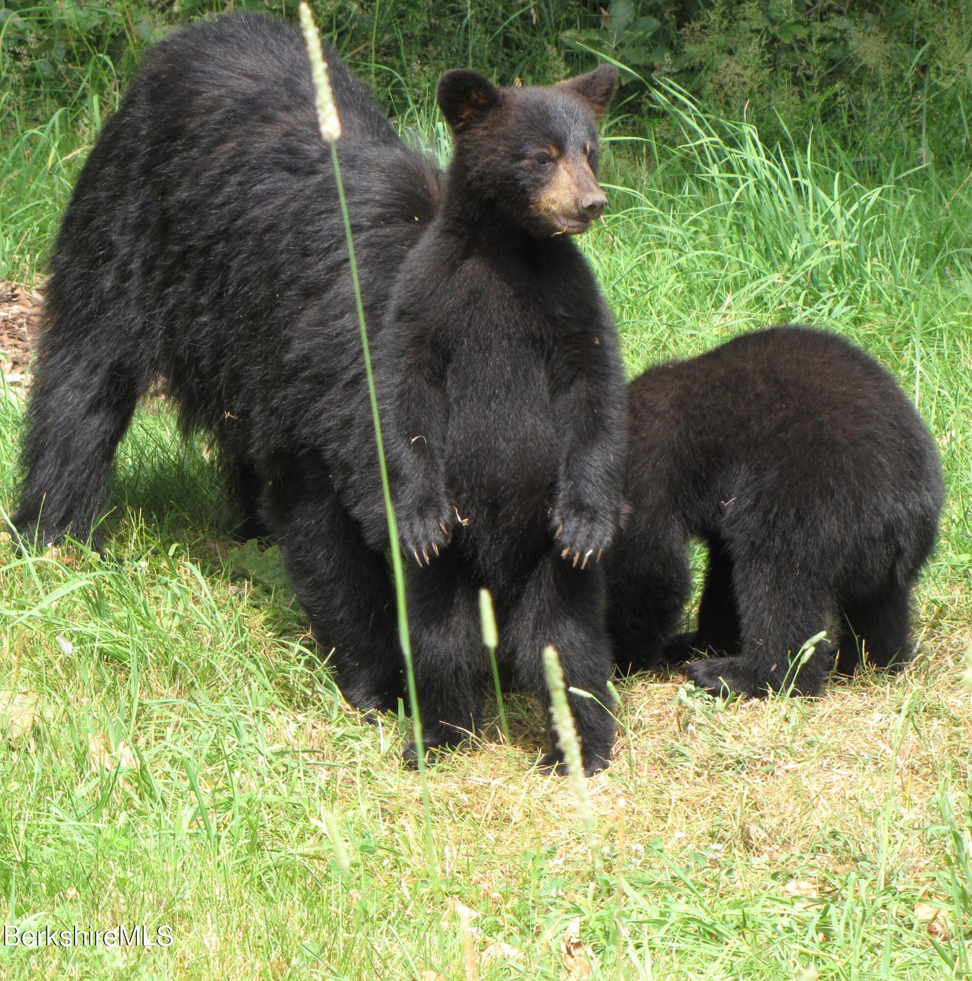 0 Johnny Cake Hill Road Middlefield, MA 01243 - Photo 10 of 12 a view of outdoor space and yard