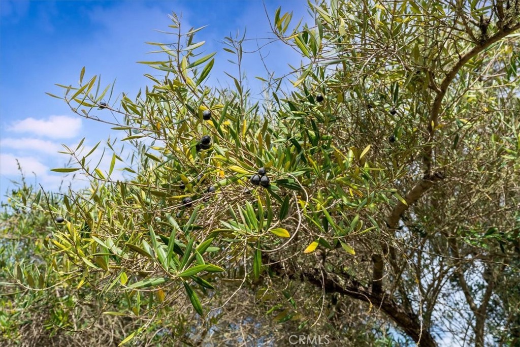 1264 North Refugio Road Santa Ynez, CA 93460 - Photo 45 of 63