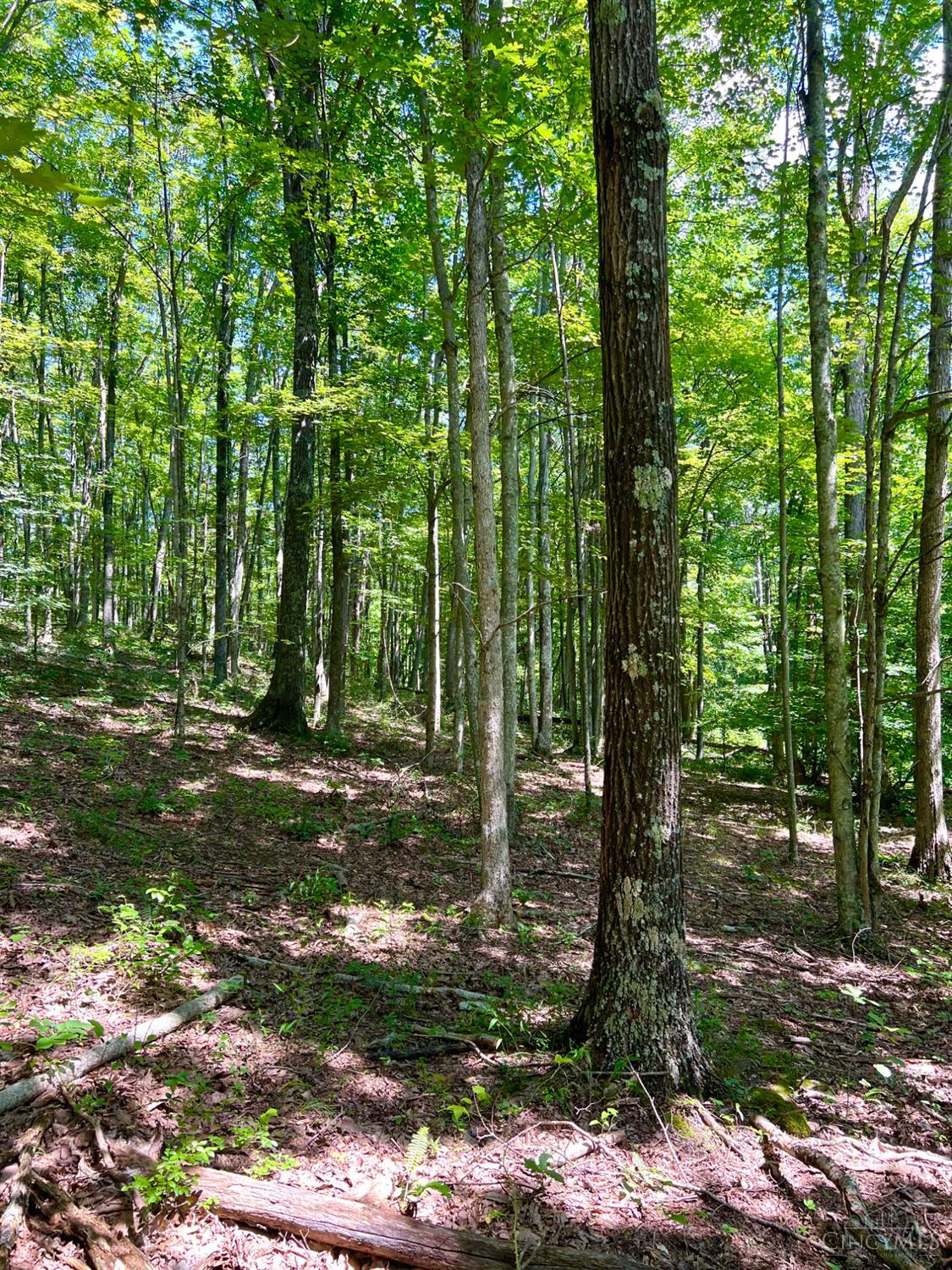 0 South Chenoweth Fork Road Piketon, OH 45661 - Photo 61 of 95