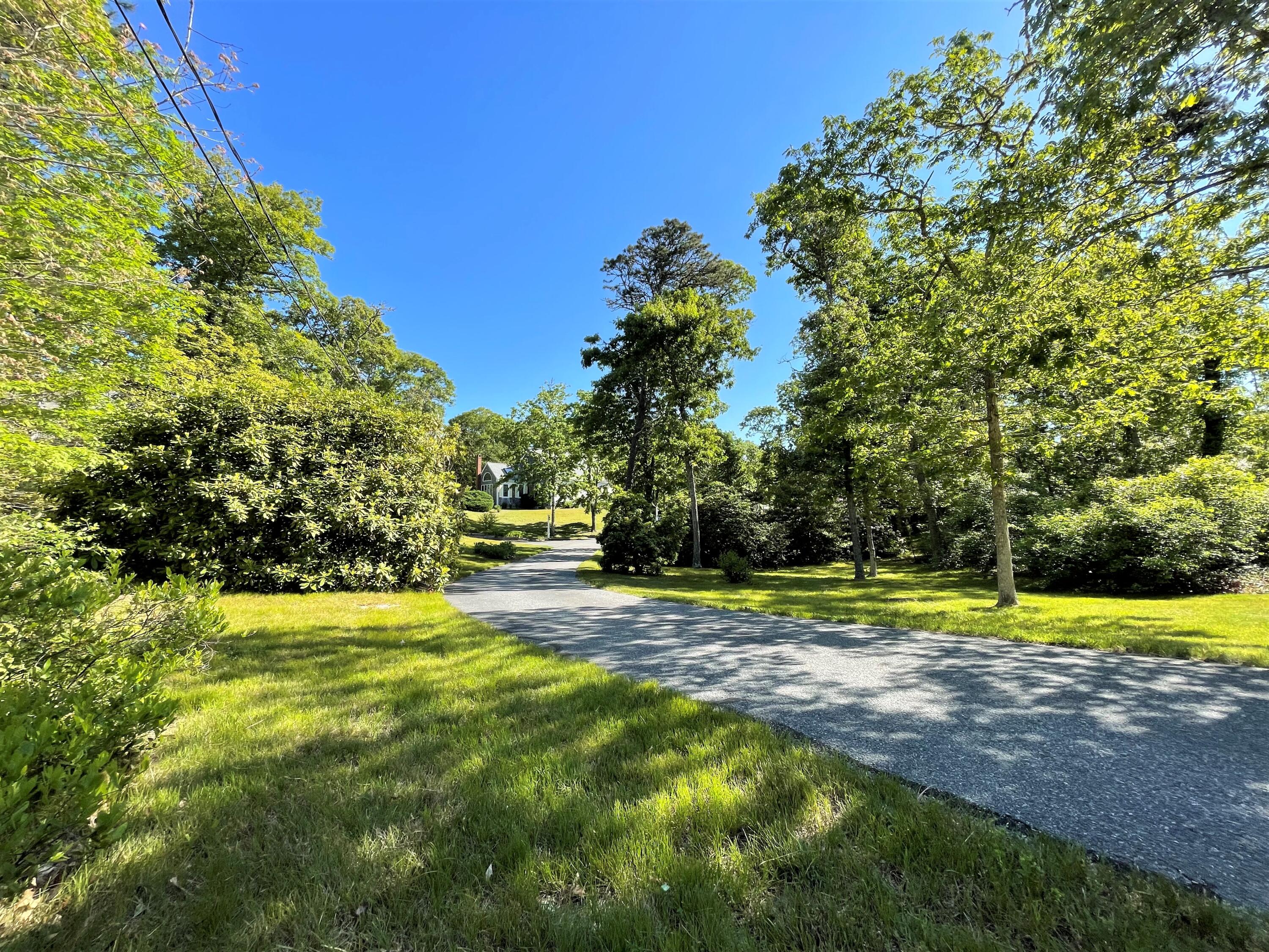 a view of a trees in a yard