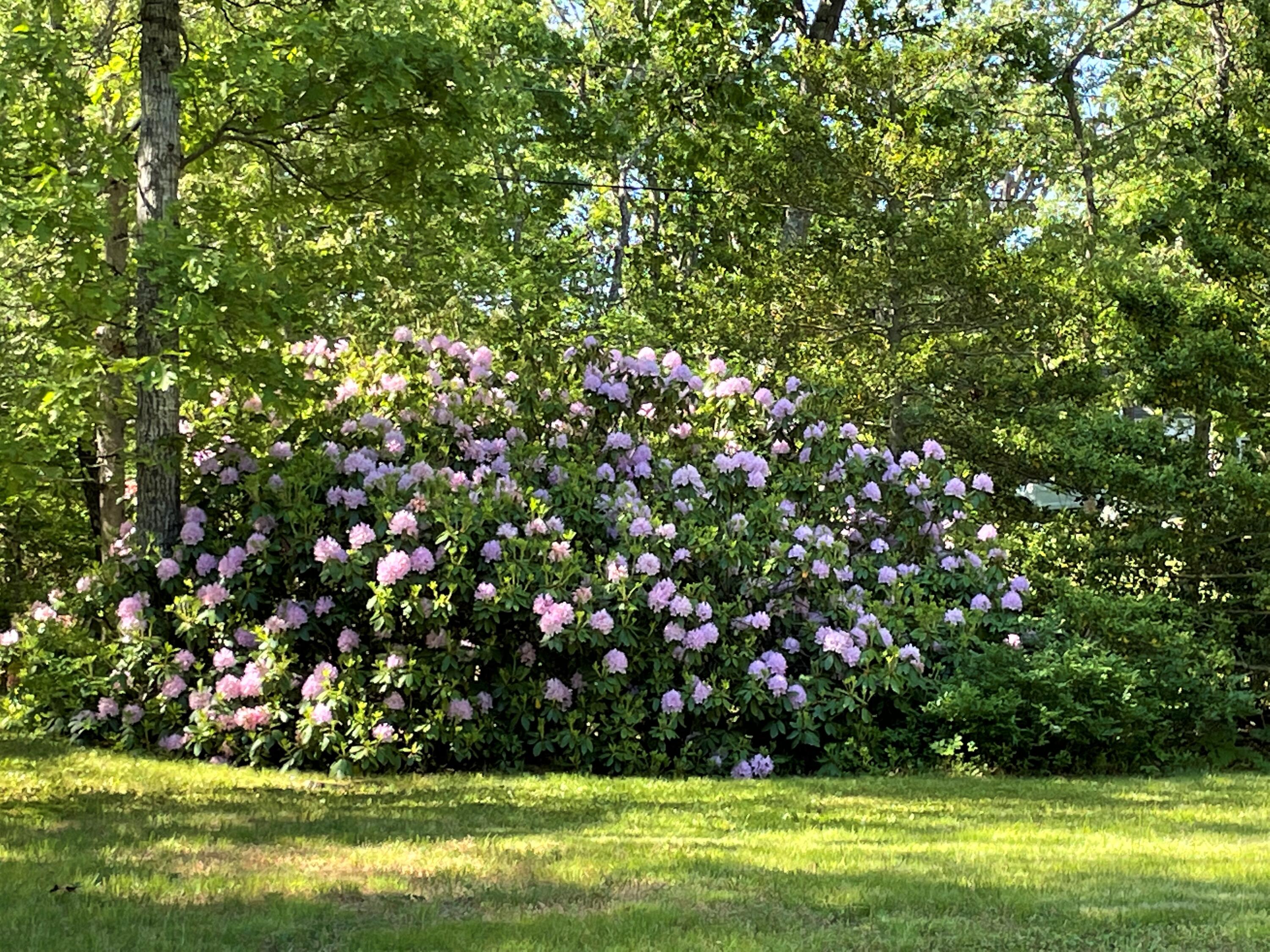 144 Long Road Harwich, MA 02645 - Photo 15 of 49 a view of a large yard