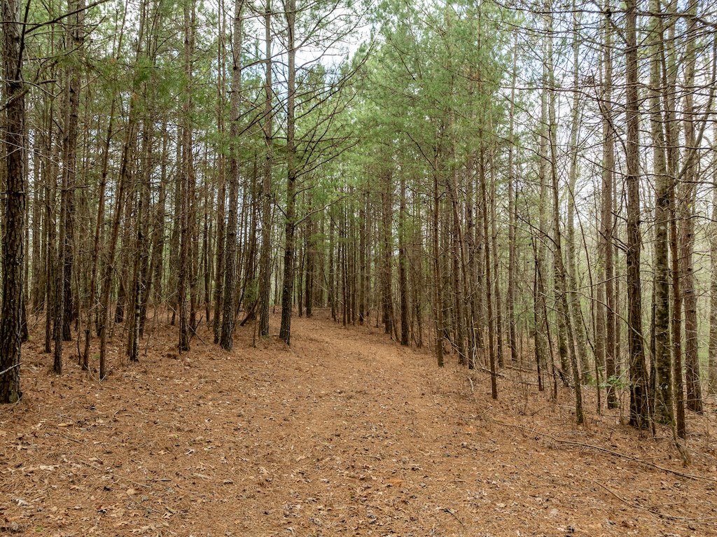 824-830 Banks Road Ellijay, GA 30540 - Photo 15 of 17 Gallery Image 15