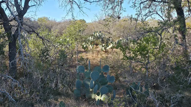 a view of a tree in a yard