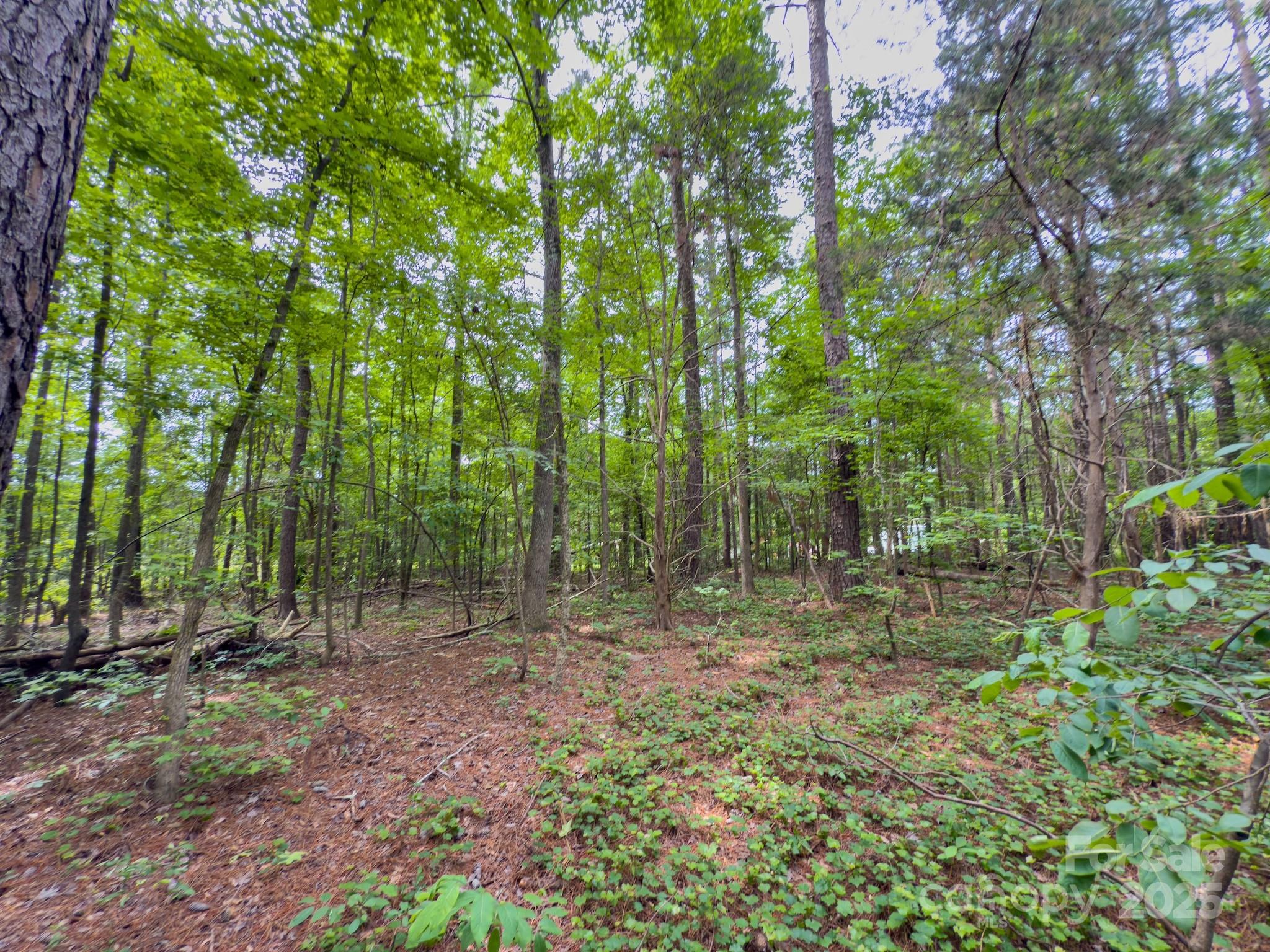 0 Powell Avenue Lancaster, SC 29720 - Photo 18 of 26 a view of outdoor space and trees