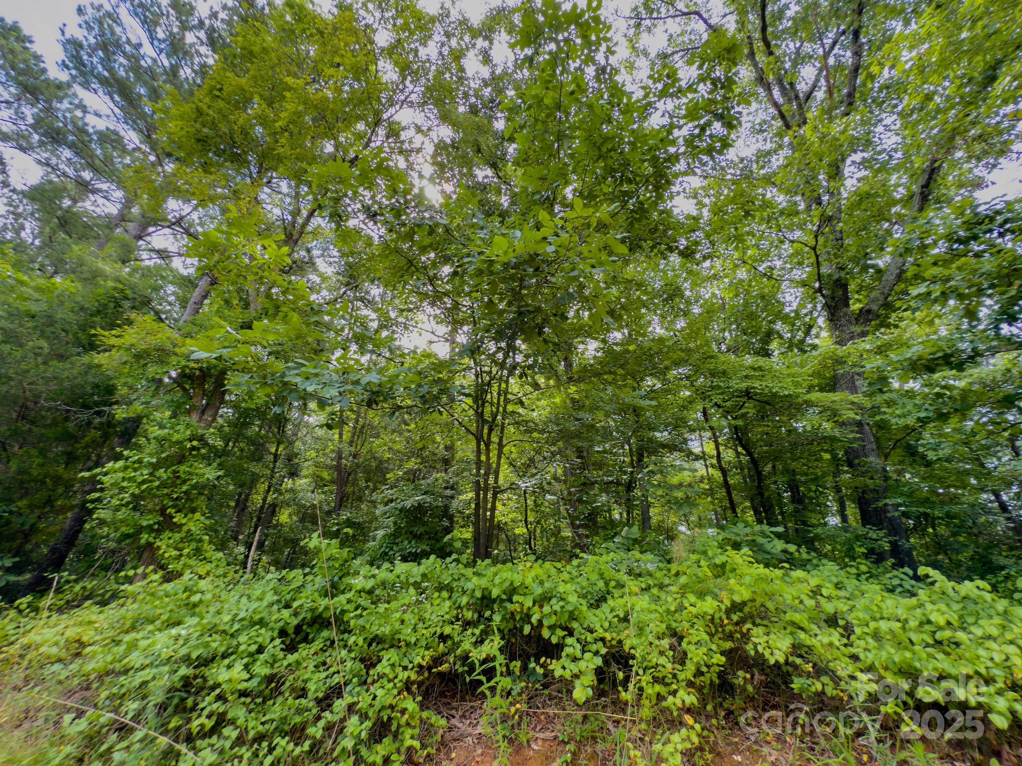 0 Powell Avenue Lancaster, SC 29720 - Photo 4 of 26 a view of a lush green forest