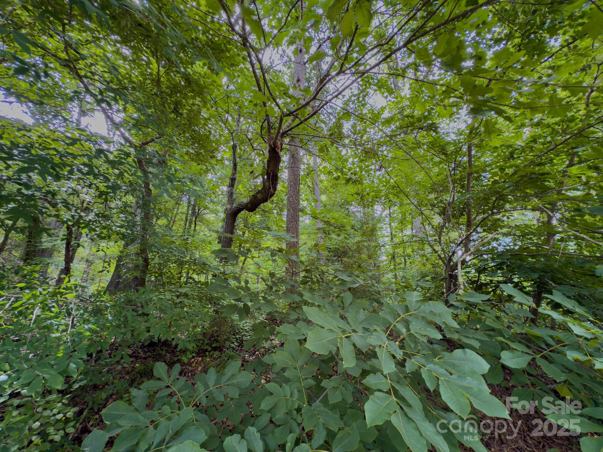 0 Powell Avenue Lancaster, SC 29720 - Photo 7 of 26 a view of a lush green forest
