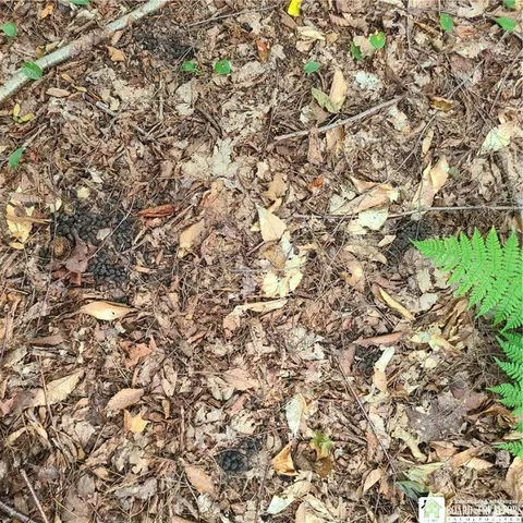 $159,900 | 1-lot B Bowen Road, Randolph, NY 14772