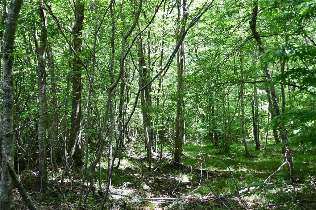 1 Wilson Road Temple, GA 30179 - Photo 15 of 88 a view of a lush green forest