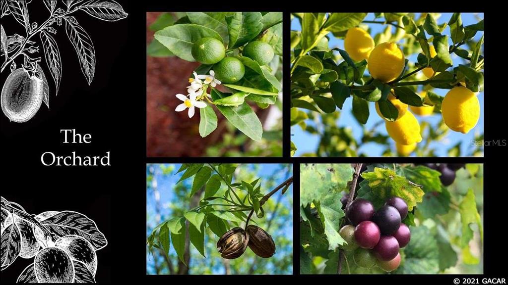 12558 Southwest 58th Place Archer, FL 32618 - Photo 6 of 22