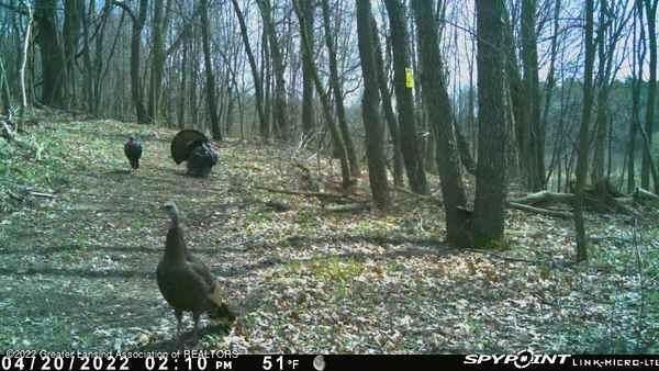 0 Meridian Road Laingsburg, MI 48848 - Photo 11 of 13 meridian turkey