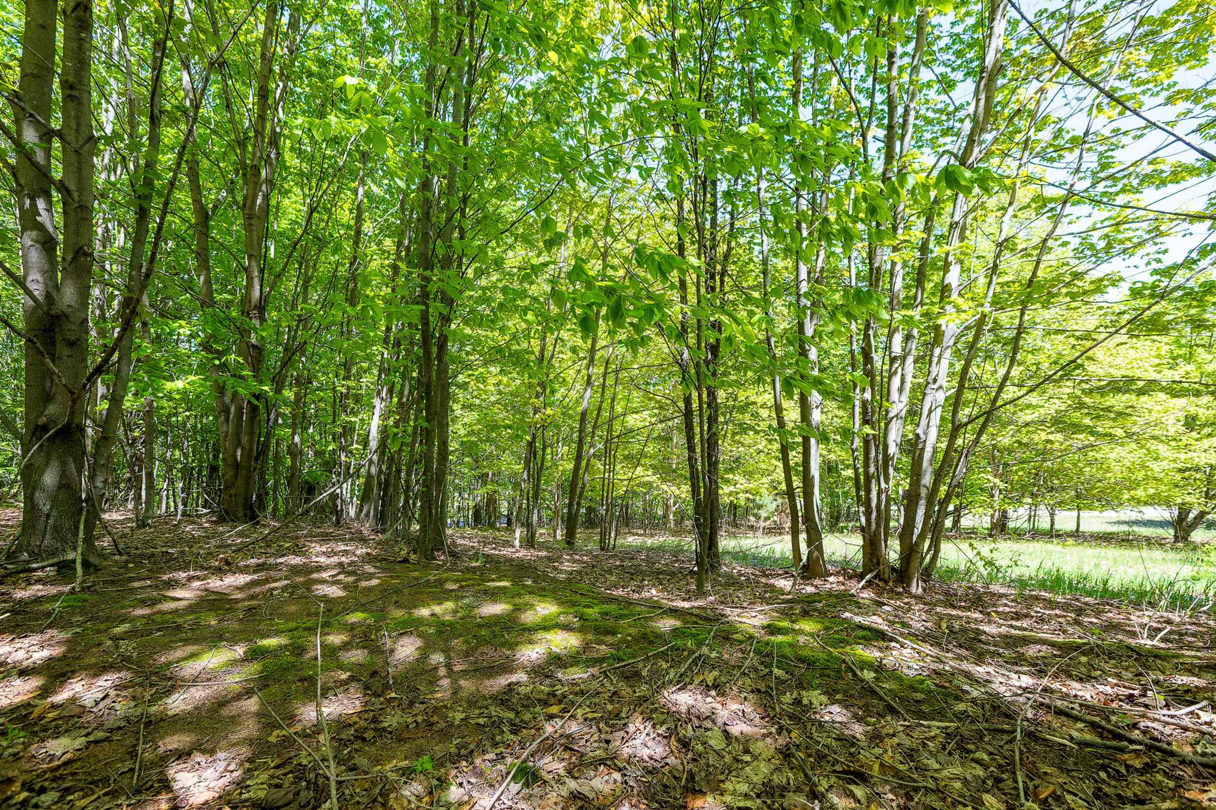 3100 Warren Road Beulah, MI 49617 - Photo 7 of 16