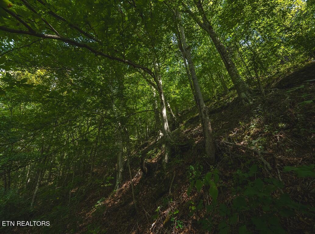 24-acers Coffey Lane Rutledge, TN 37861 - Photo 29 of 35 Drone Photo
