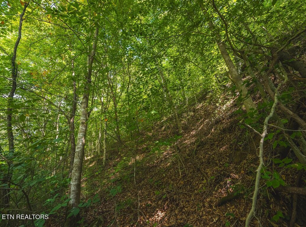 24-acers Coffey Lane Rutledge, TN 37861 - Photo 30 of 35 Drone Photo