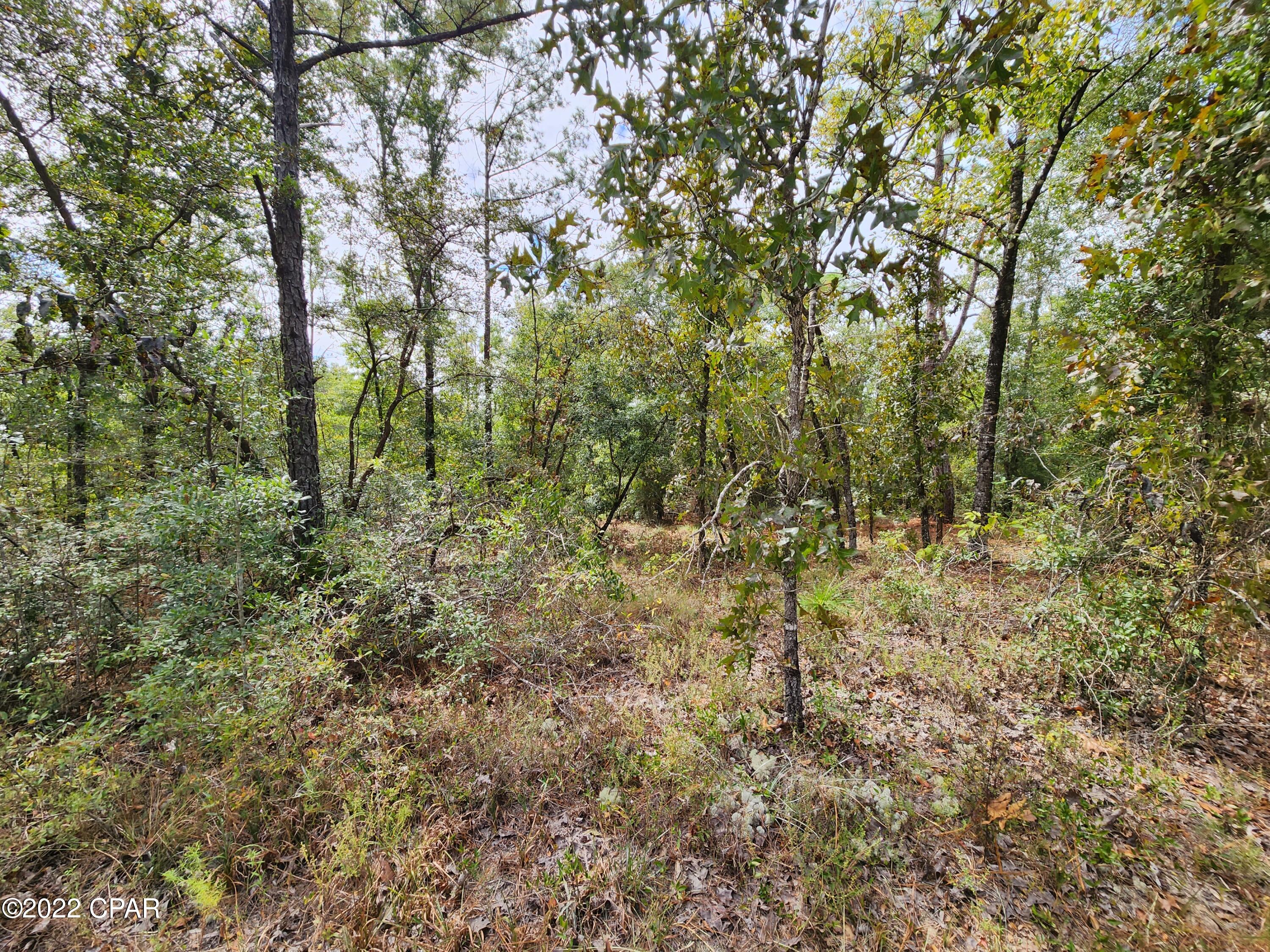 Xxx Richard Hardy Road West Bristol, FL 32321 - Photo 20 of 23