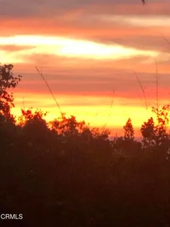 a view of a tree in a yard