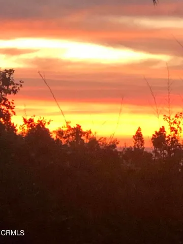 a view of a tree in a yard