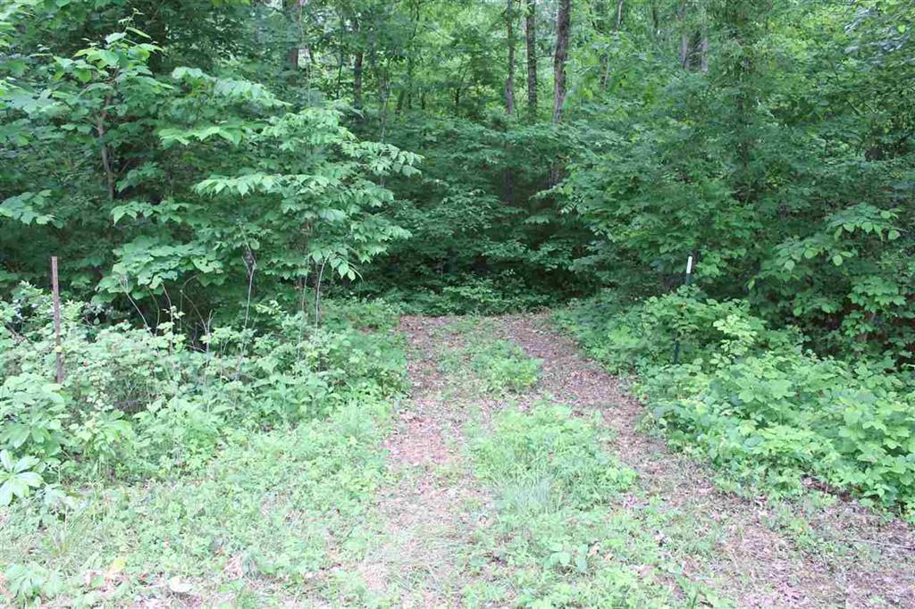 6 Rhodes Road New Market, TN 37820 - Photo 8 of 10 woods drvewy2