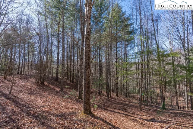 a view of a forest filled with trees