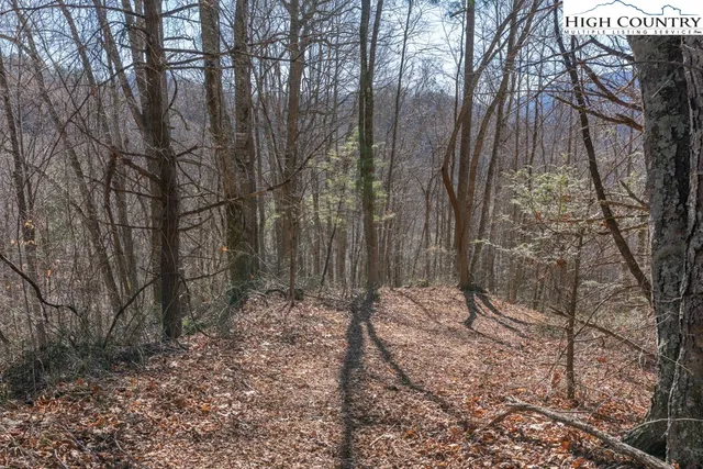 a view of a forest filled with trees