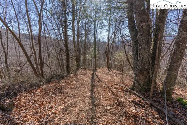 a view of a forest with a tree
