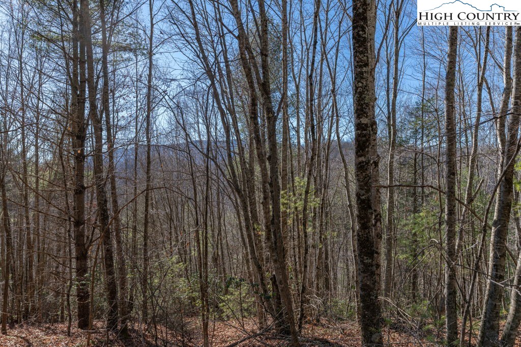 3000 Elk River Road Elk Park, NC 28622 - Photo 8 of 23 a view of a forest with a tree