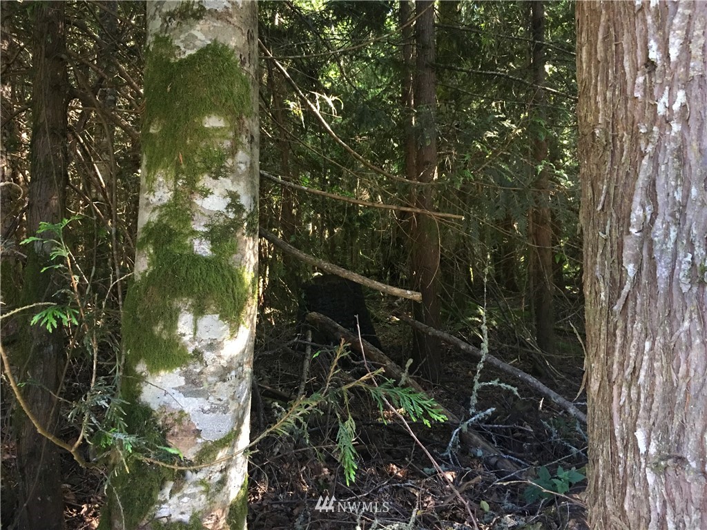 93 A Miles Road Port Angeles, WA 98362 - Photo 11 of 12 a view of forest