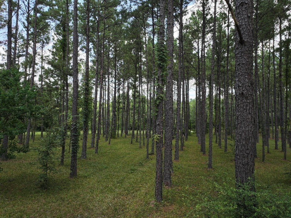 450 Four Notch Road Huntsville, TX 77340 - Photo 42 of 49 a view of a forest that has large trees