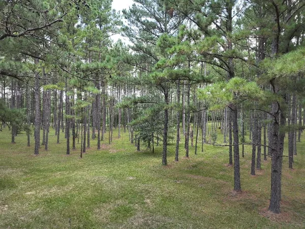 a view of a park with trees