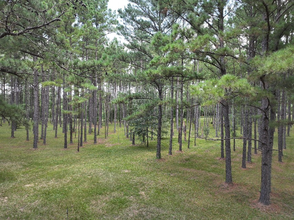 450 Four Notch Road Huntsville, TX 77340 - Photo 43 of 49 a view of a park with trees