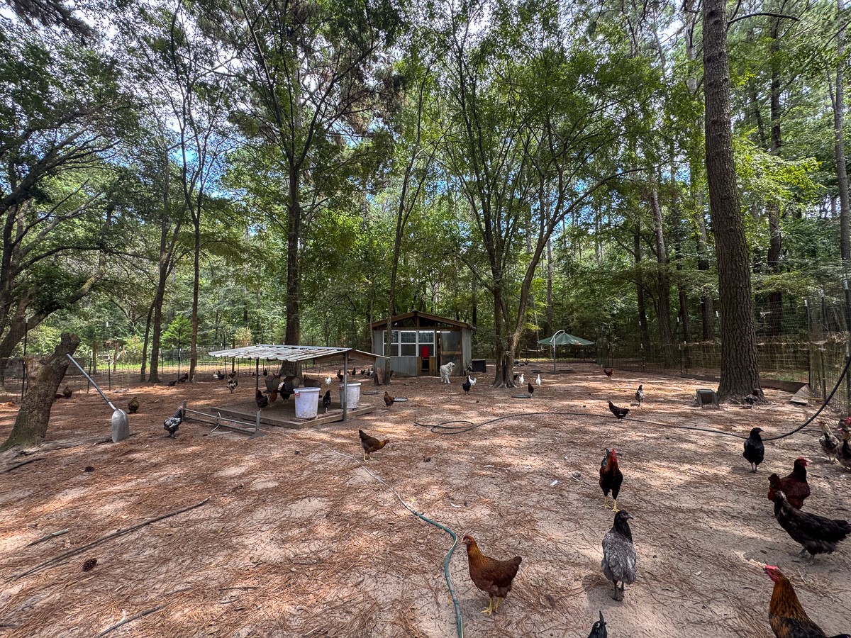 450 Four Notch Road Huntsville, TX 77340 - Photo 47 of 49 a view of a backyard with a bench and trees