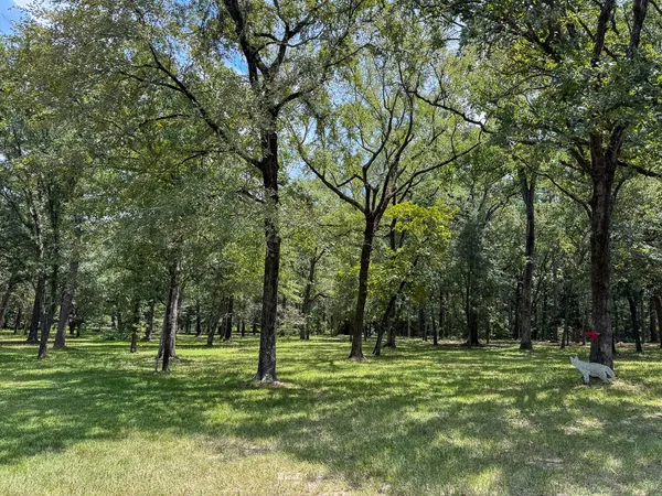 a big yard with lots of trees